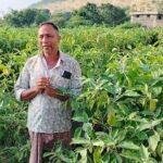 ग्राफ्टेड बैंगन से बदली खेती की तस्वीर – खरसिया के किसान मुरलीधर साहू ने