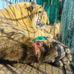 सुर्खियाँ बटोरने के लिए बाघों का आयात करने को तैयार वन विभाग, परंतु अपने ही स्वस्थ बाघ को छोड़ना भूला