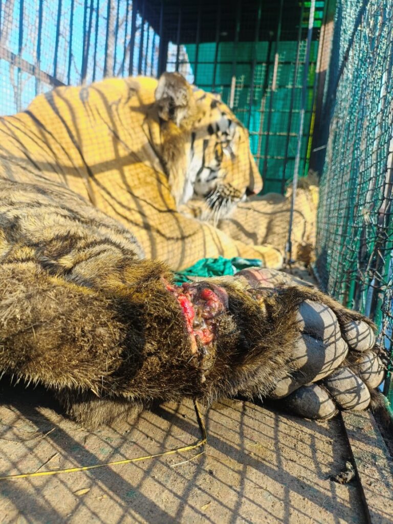 सुर्खियाँ बटोरने के लिए बाघों का आयात करने को तैयार वन विभाग, परंतु अपने ही स्वस्थ बाघ को छोड़ना भूला