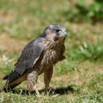 दुनिया का सबसे तेज़ उड़ने वाला पक्षी ,आसमान का चीता कहा जाने वाला&nbsp; पेरेग्रीन फाल्कन दिखा उदंती-सीतानदी में