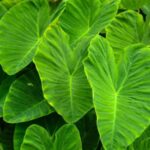 सेहत और स्वाद दोनों का खजाना, मिलते हैं कई फायदे