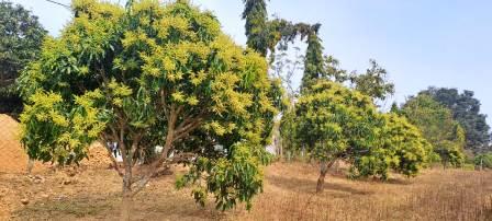 जशपुर की अमराई में आई बौरों की बहार, 5 हजार 410 हेक्टेयर में लहलहाई आम की फसल