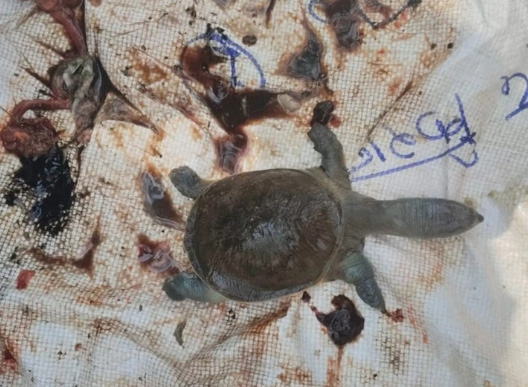 महामाया मंदिर के कुंड में फिर मिला पानी पर तैरती चार कछुओं की लाशें