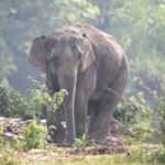 रायगढ़ में हाथी का कहर, जंगल में बुजुर्ग ग्रामीण को कुचलकर मार डाला