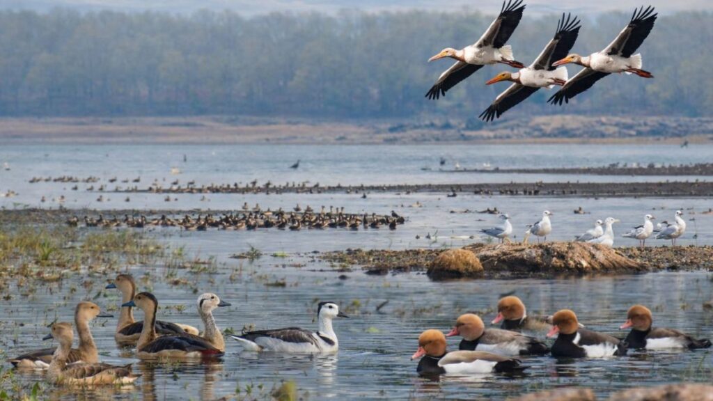 विश्व आर्द्रभूमि दिवस: पानी, प्रकृति और जीवन को बचाने का वैश्विक संदेश