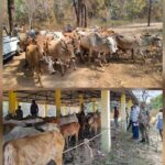 9 मवेशी तस्करों से तेलंगाना ले जा रहे 171 नग अवैध गौवंश बरामद