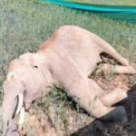 करंट से हुई थी हाथी की मौत, वन अमले ने एक ग्रामीण को किया गिरफ्तार