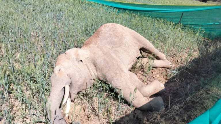 करंट से हुई थी हाथी की मौत, वन अमले ने एक ग्रामीण को किया गिरफ्तार