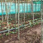 पान की विलुप्त होती खेती को नया जीवन, छुईखदान में पान अनुसंधान केन्द्र की स्थापना