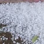 ओलावृष्टि व असामयिक वर्षा से फसल क्षति : 72 घंटे में सूचना देकर लें बीमा लाभ