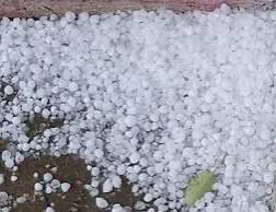 ओलावृष्टि व असामयिक वर्षा से फसल क्षति : 72 घंटे में सूचना देकर लें बीमा लाभ