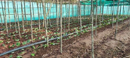 पान की विलुप्त होती खेती को नया जीवन, छुईखदान में पान अनुसंधान केन्द्र की स्थापना