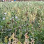 अफीम की खेती का एक और मामला उजागर,पुलिस की तगड़ी कार्रवाई