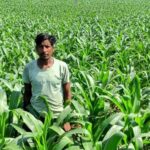 धान के बजाय मक्का की फसल लेकर मालती मोहन बने उन्नत खेती की मिसाल