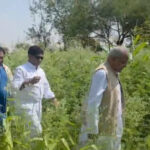 अफीम की खेती का मामला: नारकोटिक्स ब्यूरो भी जांच में जुटा,भूपेश बघेल भी पहुंचे भाजपा नेता के खेत