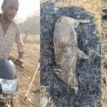 अवैध शिकार के खिलाफ वन विभाग की बड़ी कार्रवाई, सात आरोपी गिरफ्तार