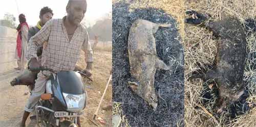 अवैध शिकार के खिलाफ वन विभाग की बड़ी कार्रवाई, सात आरोपी गिरफ्तार