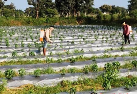 दरबेकेरा लिफ्ट सिंचाई योजना से 227 किसानों को मिला बड़ा लाभ