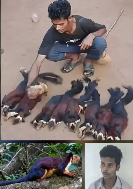 महाराष्ट्र के राजकीय पशु शेकरू का शिकार करने वाला एक आराेपित पकड़ाया, 11 की तलाश जारी