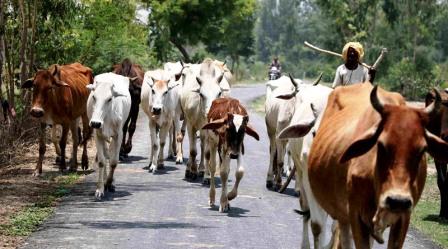 भीषण गर्मी में पशुओं की देखभाल को लेकर पशुपालकों के लिए एडवाइजरी जारी