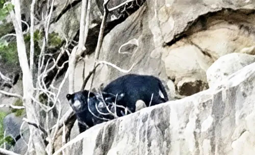 डोंगरगढ़ के क्रॉस पहाड़ी में नजर आया भालू का एक जोड़ा पत्थरों के बीच विचरण करते