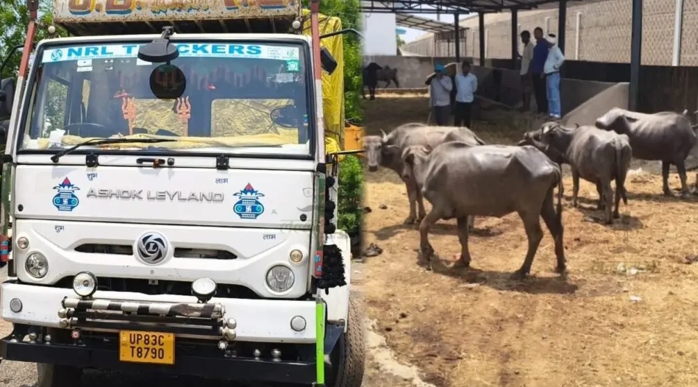मालवाहक से 19 भैंस बरामद, पशु तस्कर मौके से फरार