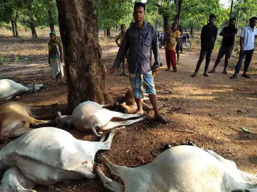 बिजली गिरने से 10 मवेशियों की मौत: भैरमगढ़ में पशुपालकों को भारी नुकसान