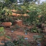 NH-30 चौड़ीकरण में बड़ा घोटाला: स्वीकृत क्षेत्र छोड़ दूसरे भूभाग में काट दिए हजारों पेड़