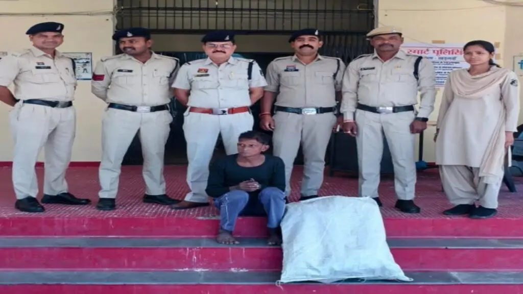 खेतों के बीच अवैध गांजा खेती पकड़ी गई: मंगोरा में 36 पौधे जब्त