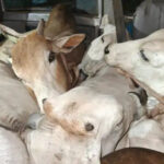 गौ तस्करी पर कार्रवाई: 7 गायों को कराया मुक्त, अंधेरे का फायदा उठाकर भागे तस्कर