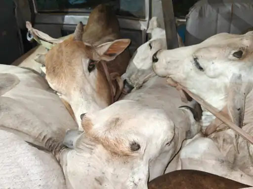 गौ तस्करी पर कार्रवाई: 7 गायों को कराया मुक्त, अंधेरे का फायदा उठाकर भागे तस्कर
