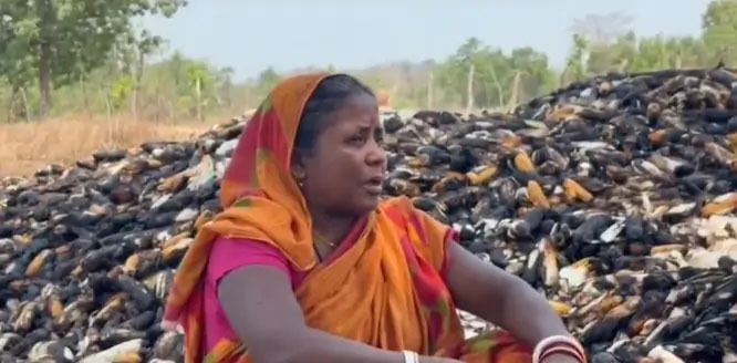 माझीकुटनी गांव में खलिहान में लगी आग: मक्के की तैयार फसल जलकर राख