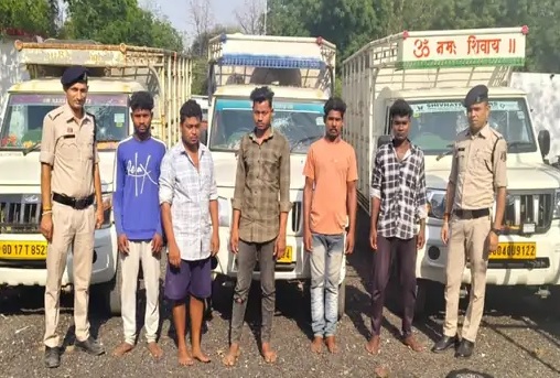 पुलिस का एक्शन: मवेशी तस्करी गिरोह पकड़ा, 5 आरोपी और 3 पिकअप जब्त