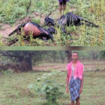 आकाशीय बिजली गिरने से 9 बकरियों की हुई मौत