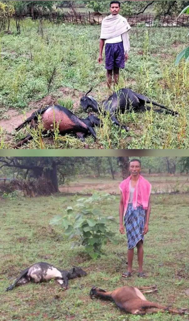 आकाशीय बिजली गिरने से 9 बकरियों की हुई मौत