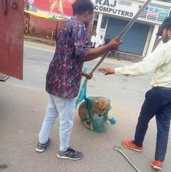 आवारा कुत्तों के टीकाकरण व नसबंदी अभियान में आई तेजी, विभिन्न वार्डों में नियमित कार्रवाई जारी