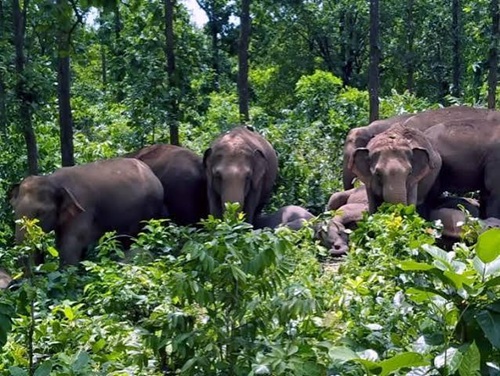 जशपुर के चार वन परिक्षेत्रों में 32 हाथियों का विचरण, वन विभाग अलर्ट