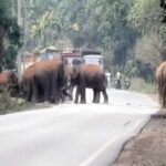 रायगढ़ में 25 हाथियों के दल ने सड़क पार की, वन विभाग ने रोक दिया ट्रैफिक