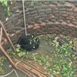 कुएं में गिरा वन्य प्राणी भालू का शावक, वन विभाग ने सुरक्षित निकालकर छोड़ा जगंल में