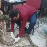 गंगरेल के जंगलों से गहरे जख्मों के साथ रेस्क्यू हुआ अजगर