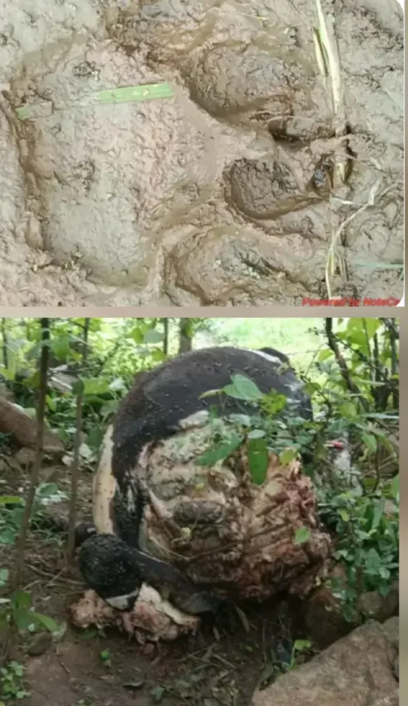 हिसक वन्य प्राणी ने गाय का किया शिकार