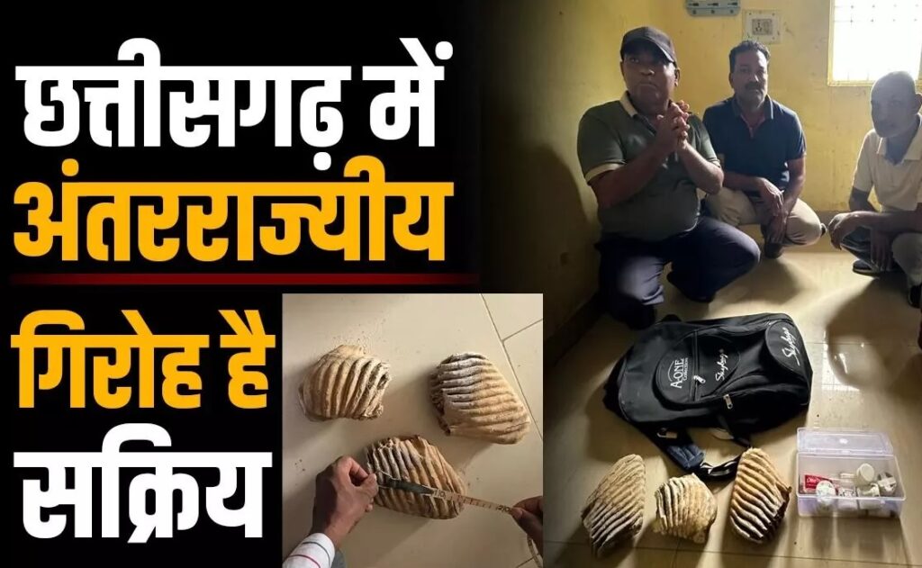 सावधान! CG में अंतरराज्यीय गिरोह है सक्रिय, हाथी के जबड़ों के साथ तीन गिरफ्तार