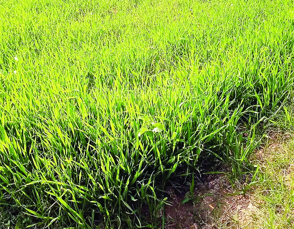लौटते मानसून से फसलों को मिलेगा सहारा:अब तक 926 मिमी बारिश